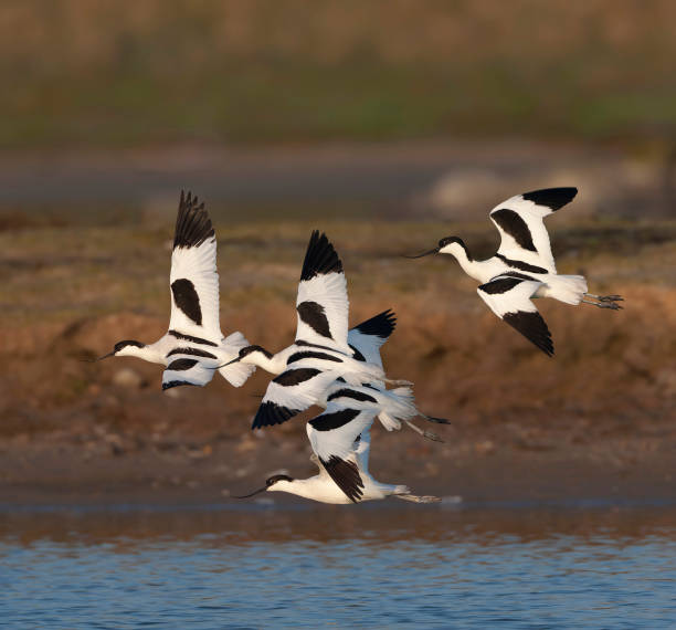 istock Pied Avocet, Recurvirostra avosetta 1882087930