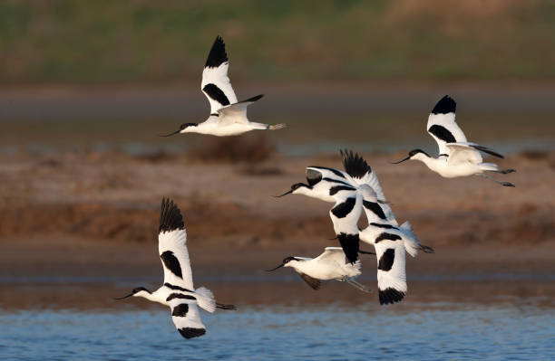 istock Pied Avocet, Recurvirostra avosetta 1882088450