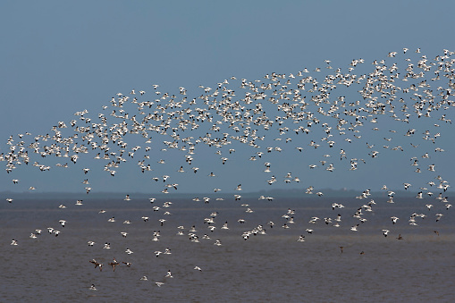 Huge numbers of Pied Avocets (Recurvirostra avosetta) at staging area iduring autumn migration n the Wadden Sea at Zwarte Haan, Friesland, Netherlands.