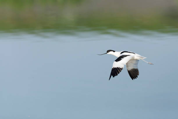 istock Pied Avocet, Recurvirostra avosetta 1882090512