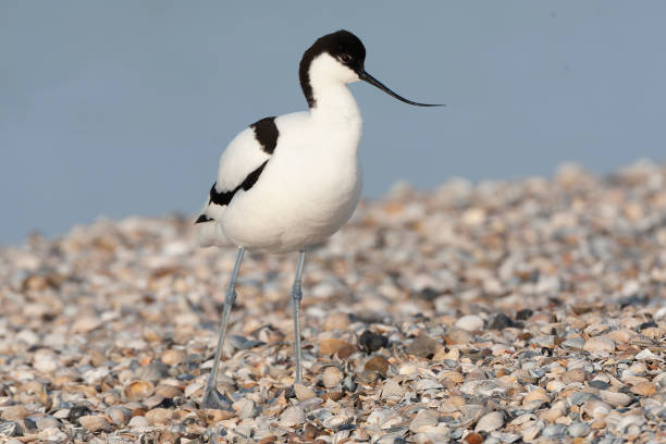 istock Pied Avocet, Recurvirostra avosetta 1882094138