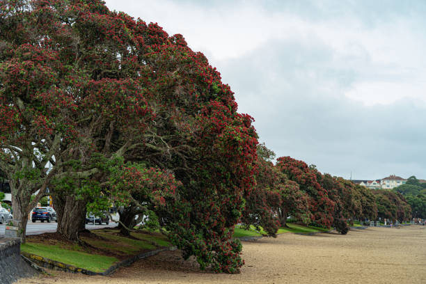 istock Pohutukawa Trees at St Heliers Beach 1882094656