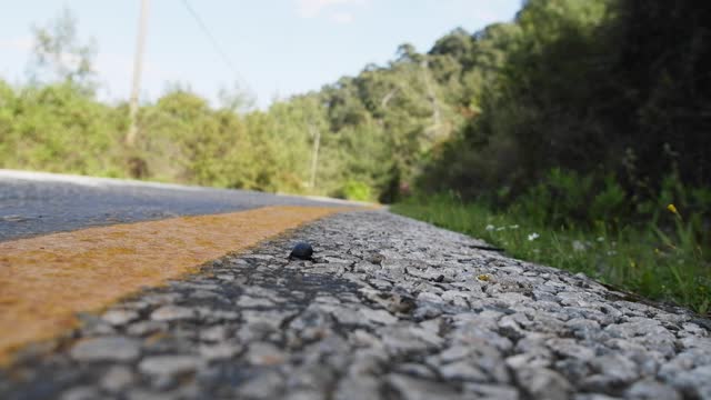 Scarab beetle crawling on side of highway
