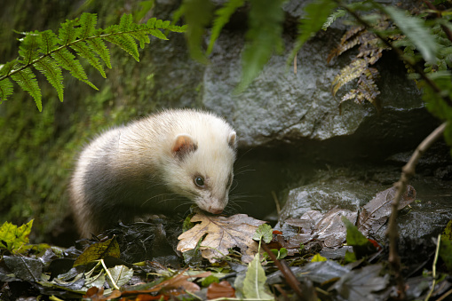 A gray ferret standing on a rock surface lined with lush green moss and foliage, with a calm and alert expression