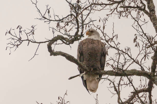 istock Bald Eagle perched on a tree branch in the Delaware Water Gap National Recreation Area 1882143413