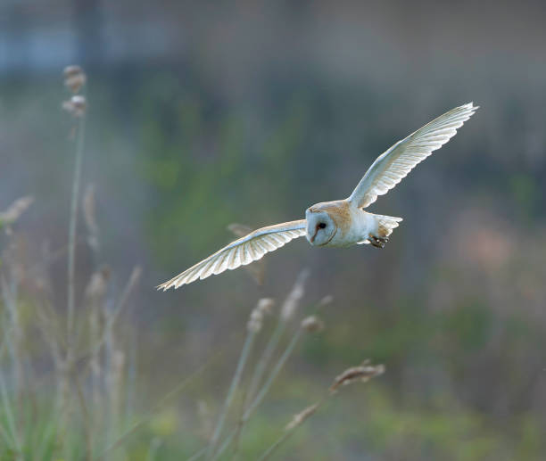 istock Barn Owl, Tyto alba, at daytime. 1882149067