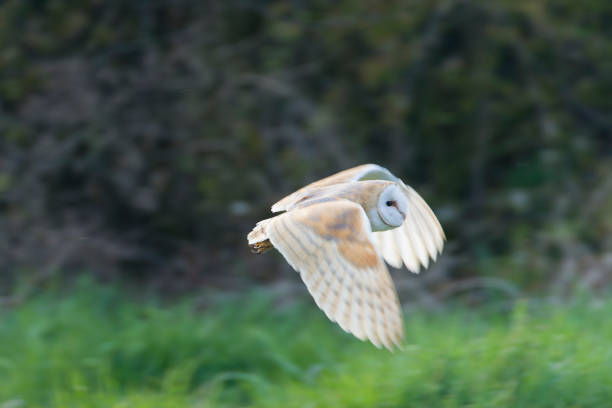 istock Barn Owl, Tyto alba, at daytime. 1882152689