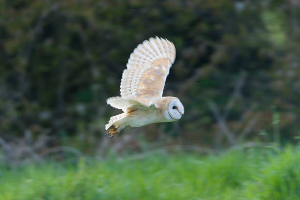 istock Barn Owl, Tyto alba, at daytime. 1882155791