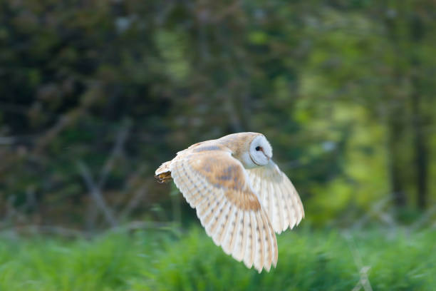 istock Barn Owl, Tyto alba, at daytime. 1882155798