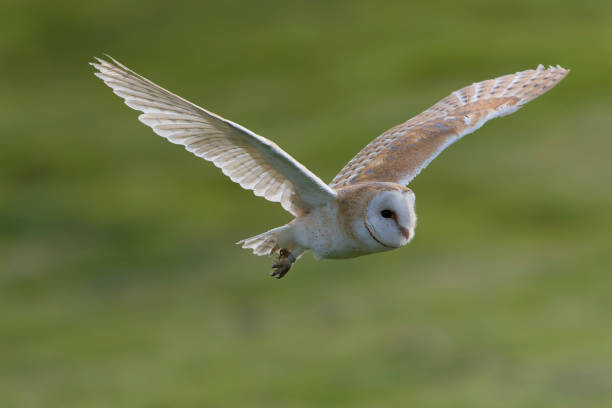 istock Barn Owl, Tyto alba, at daytime. 1882156332