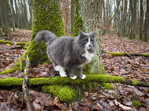 Norwegian Forest Cat in the wilderness of Germany in a lush, mossy forest, surrounded by trees