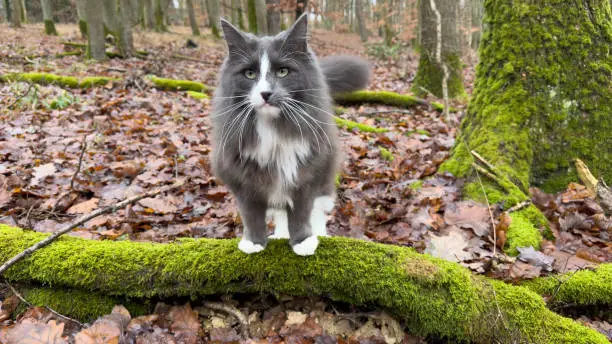 Photo of Majestic Norwegian Forest Cat in the wilderness of Germany