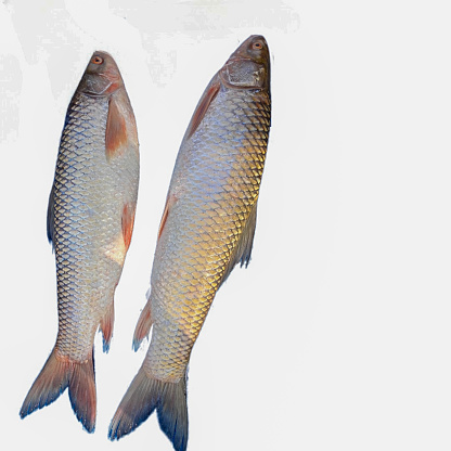 Mrigel fish on the white background