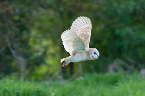 istock Barn Owl, Tyto alba, at daytime. 1882157425