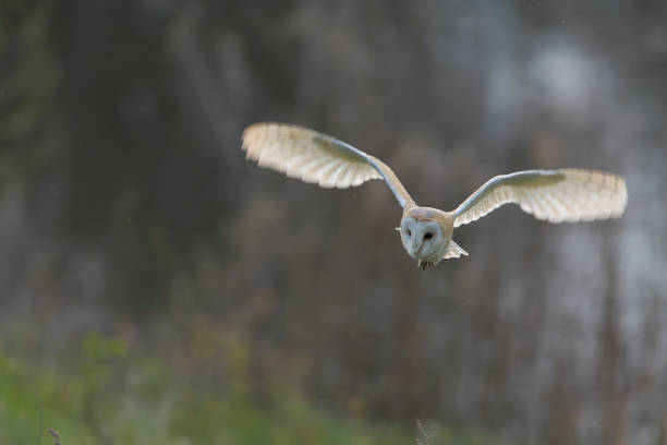 istock Barn Owl, Tyto alba, at daytime. 1882157436