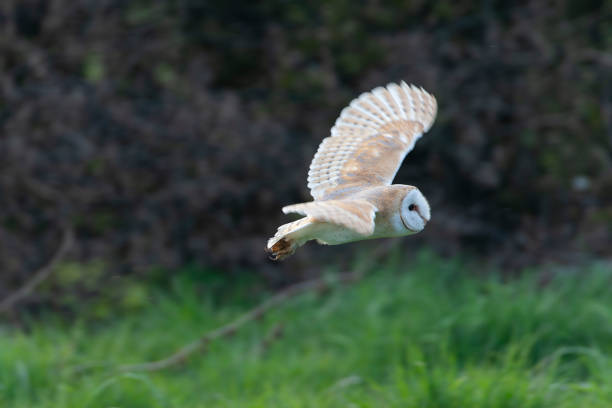 istock Barn Owl, Tyto alba, at daytime. 1882157946
