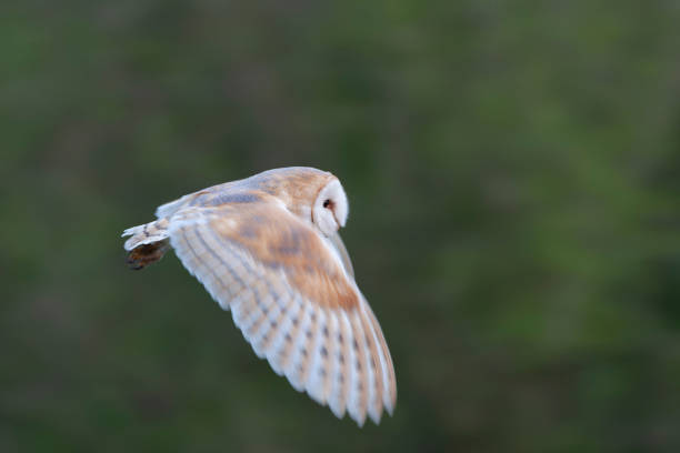 istock Barn Owl, Tyto alba, at daytime. 1882161594