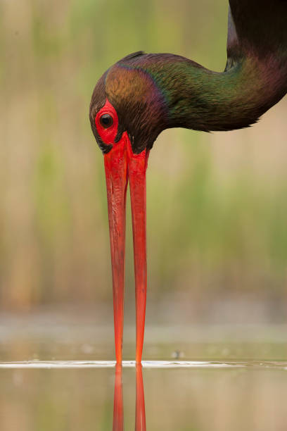 istock Black Stork, Ciconia nigra 1882162830