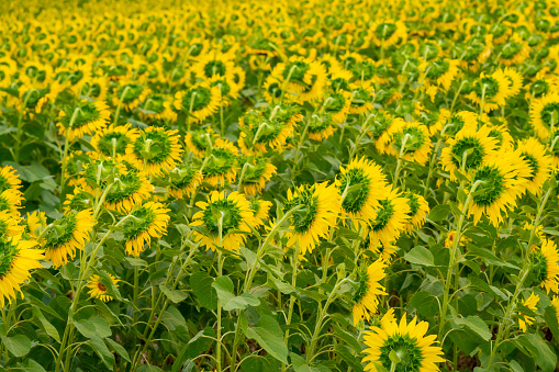 Sunflower in flower garden on hill of countryside