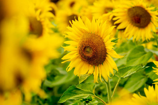 istock Sunflower in flower garden on hill 1882169138