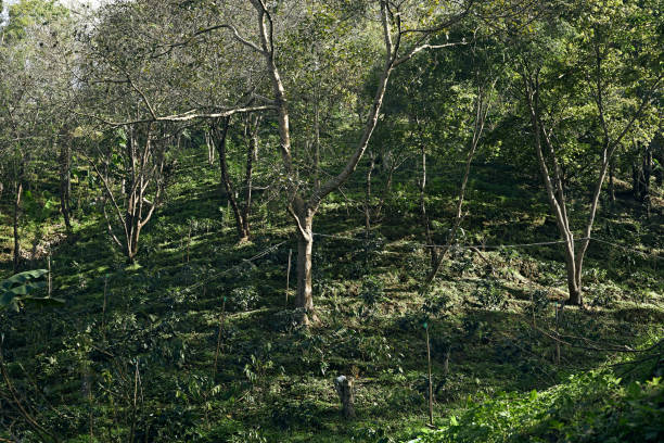 istock Coffee tree in coffee plantation in agriculture farm on Doi Chang 1882171265