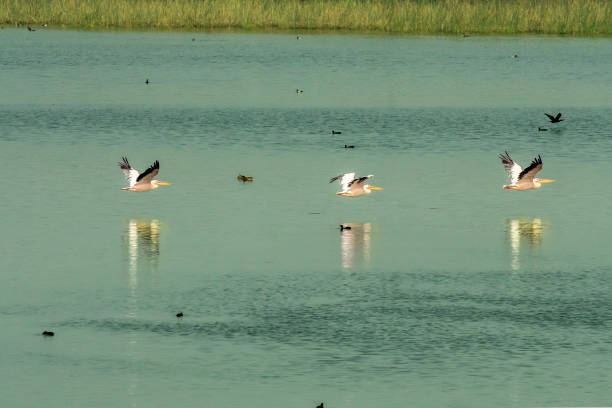 istock Spot billed Pelican in flight at Khijadiya bird Sanctuary 1882176409