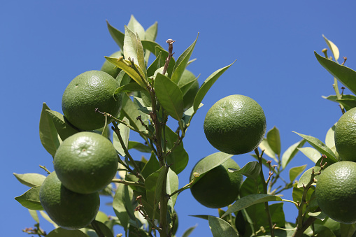 Green immature tangerines on a tree. Against the backdrop of the blue sky. Turkey, Antalya.