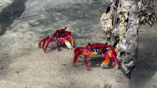Red crab in a mangrove