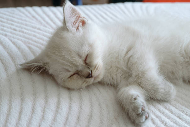 istock Little white kitten sleeps on its side. Scottish straight cat. 1882203382