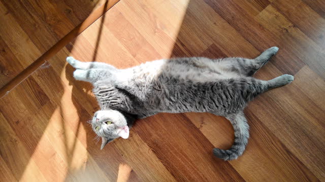 The british shorthair cat lies on the parquet in the sunlight inside the house.