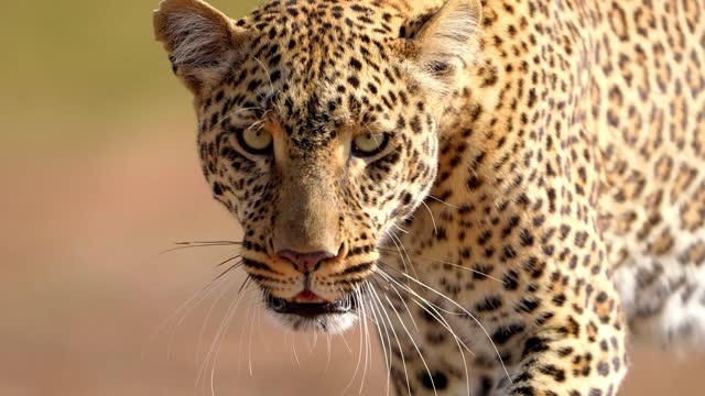 footage of a wild male African leopard face closeup walking alone in the forest. epic shot of a wild male African leopard closeup standing alone in the forest