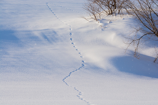 Snowy slopes with wildlife footprints
