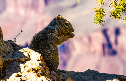 A Grey Squirrel perched atop a rocky precipice, with a leafy tree in the foreground