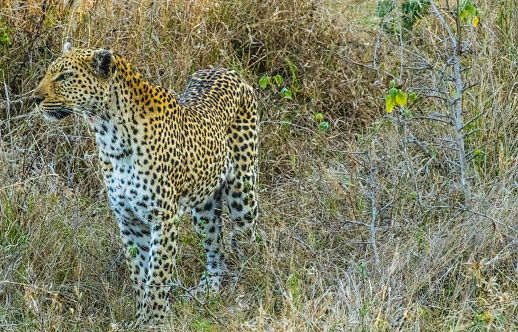 A beautiful leopard is strolling through a lush green grassy area, looking curiously over its shoulder