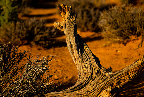 A large, desiccated tree stands isolated in a desert landscape, surrounded by sparse vegetation