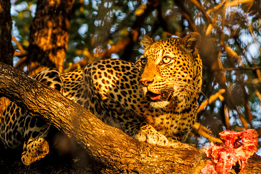 Leopard with her baboon kill