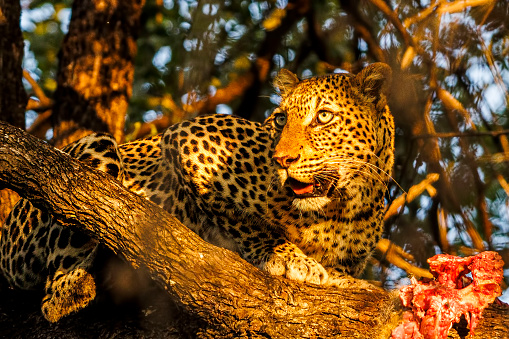 Jaguar stalking through undergrowth.