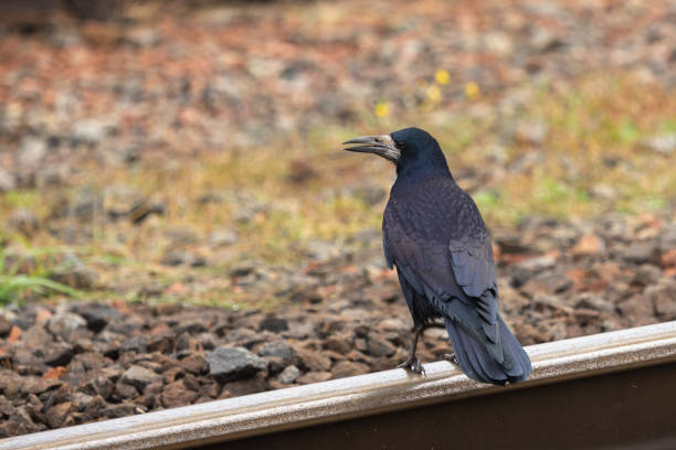 istock Black crow sitting on steel rail 1882275777