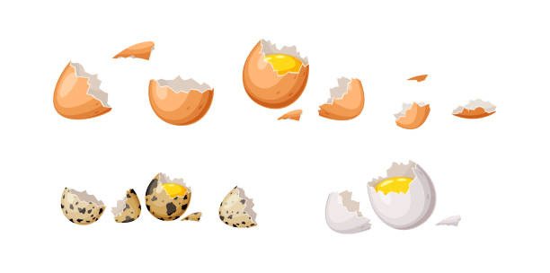 Broken eggs with shell color vector icon set on white Broken eggs with shell color vector icon set. Eggshell pieces and raw yolk illustrations pack isolated on white background. Food ingredients quail egg cartoon stock illustrations