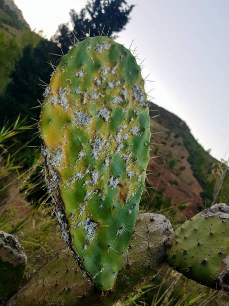 Prickly pear cactus pad with fungus on it