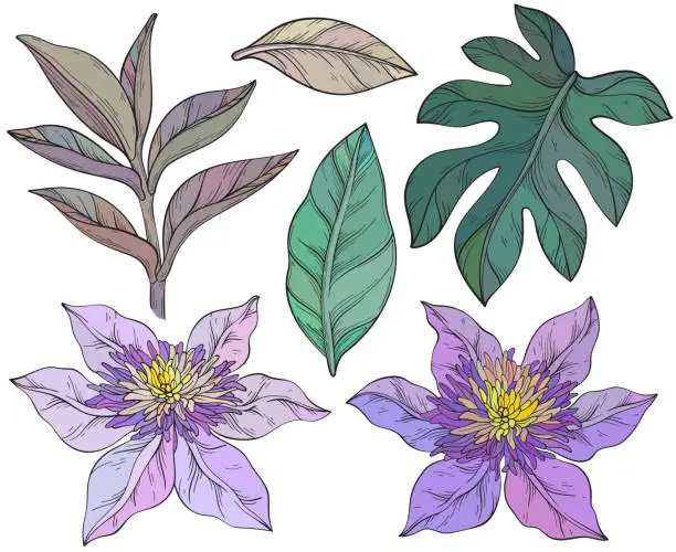 Vector illustration of Clematis Flowers and tropical leaves