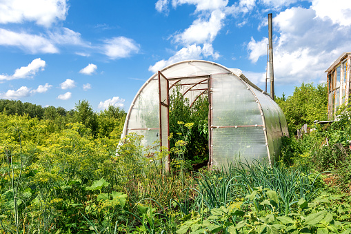 Greenhouse for vegetables in an overgrown village garden
