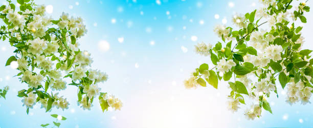 istock White jasmine The branch delicate spring flowers 1882293021