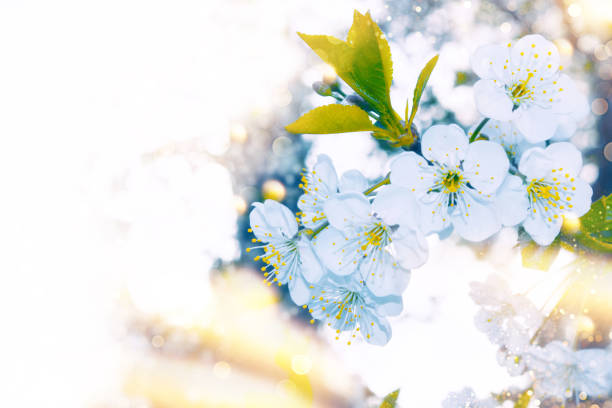 nature. Blossoming branch cherry. Bright colorful spring flowers