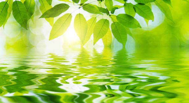 istock Green leaves above the water 1882312824