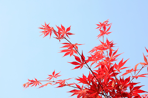 Maple leaves in the sky