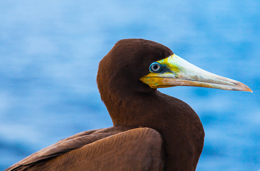 Portrait of a brown booby bird (Sula leucogaster) sitting on a ship in the ocean, close-up.