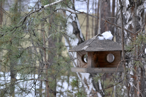 bird, tree, birdhouse, house, nature, nest, wooden, forest