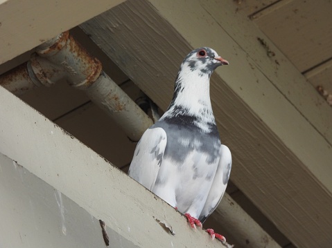Rock Pigeon - profile,  resting on a beam