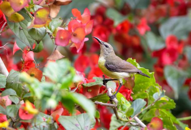 istock purple sunbird female(Cinnyris asiaticus). 1882348450